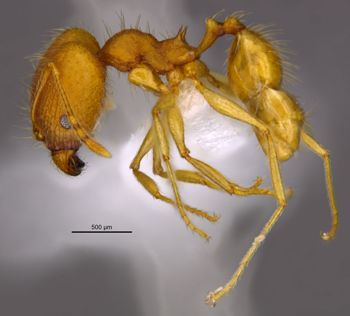 Media type: image;   Entomology 36168 Aspect: habitus lateral view